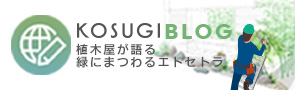 KOSUGI BLOG 植木屋が語る緑にまつわるエトセトラ